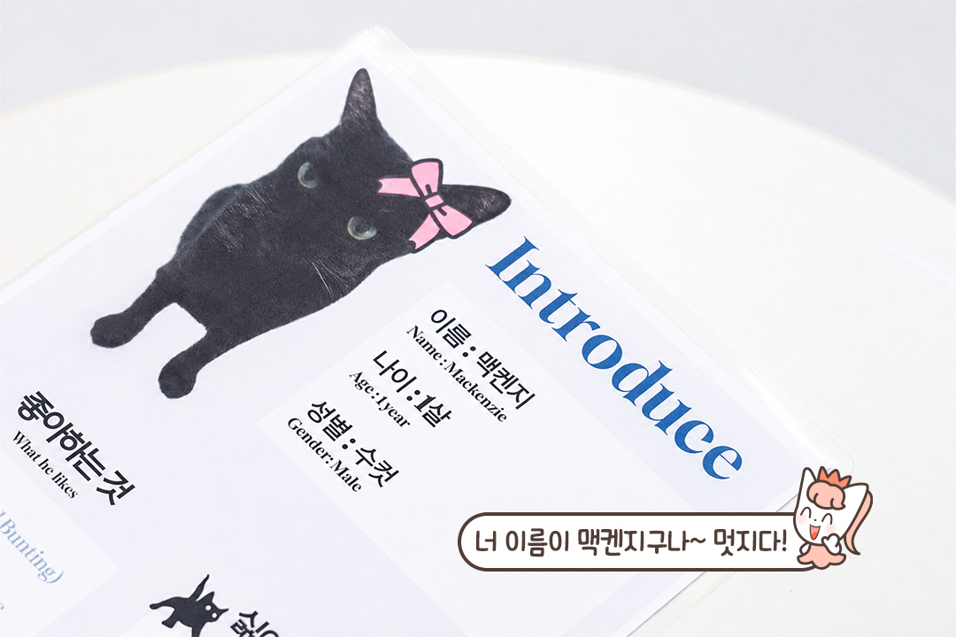 고양이 특징 파악은 필수지📝