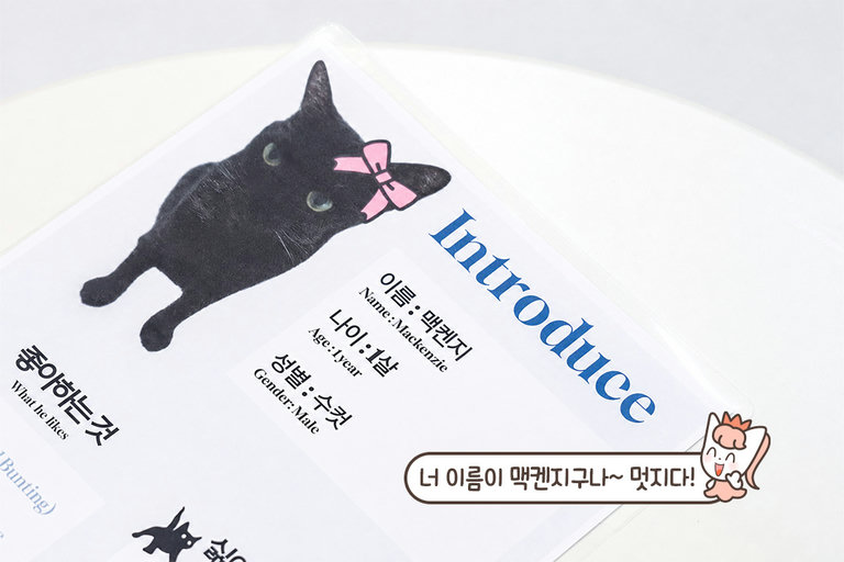 고양이 특징 파악은 필수지📝