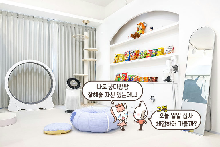 고양이가 생활하기 최적화된 공간