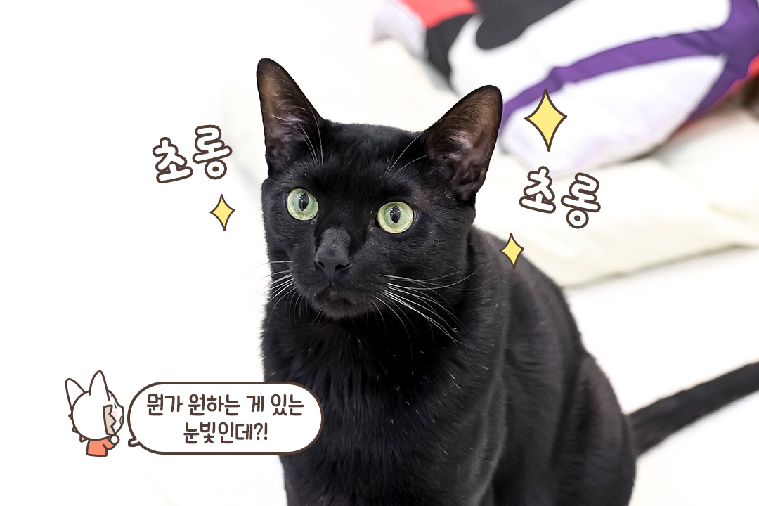 거부할 수 없는 초롱초롱한 눈빛