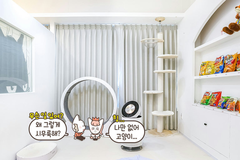 고양이와 함께하는 프라이빗 OTT 룸✨