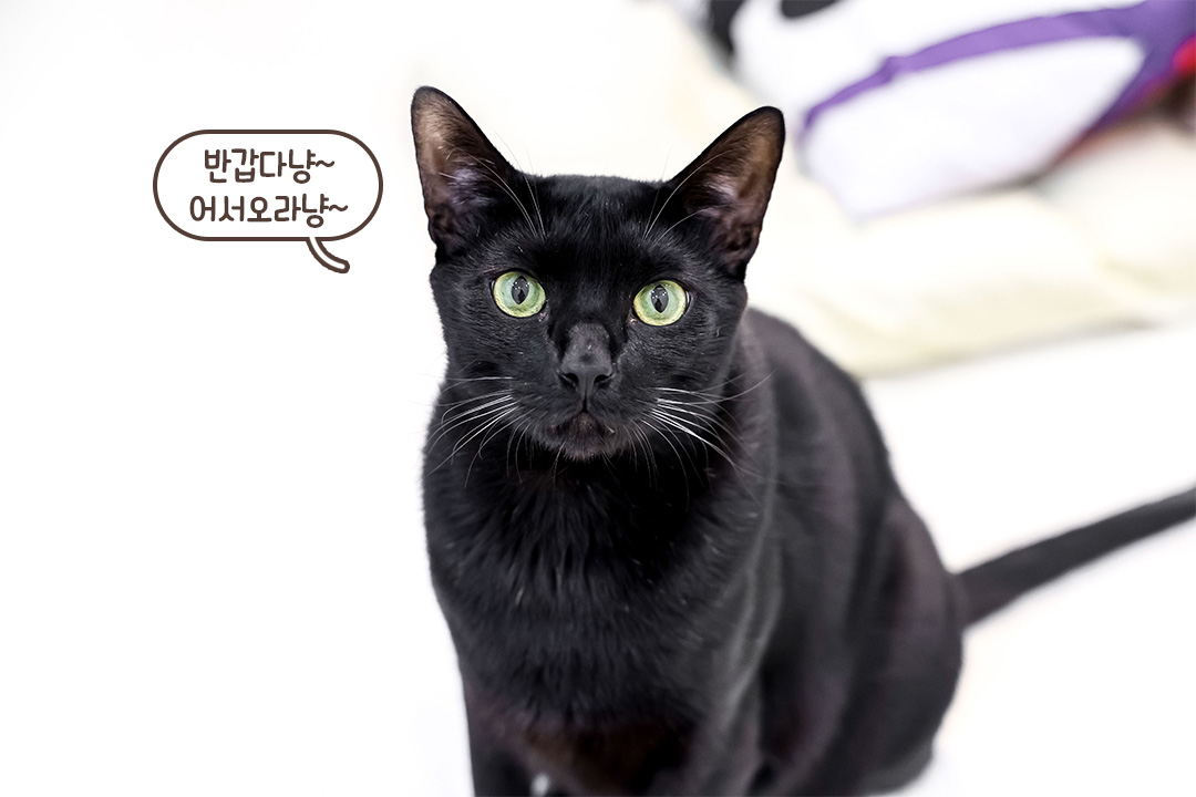 고양이 특징 파악은 필수지📝