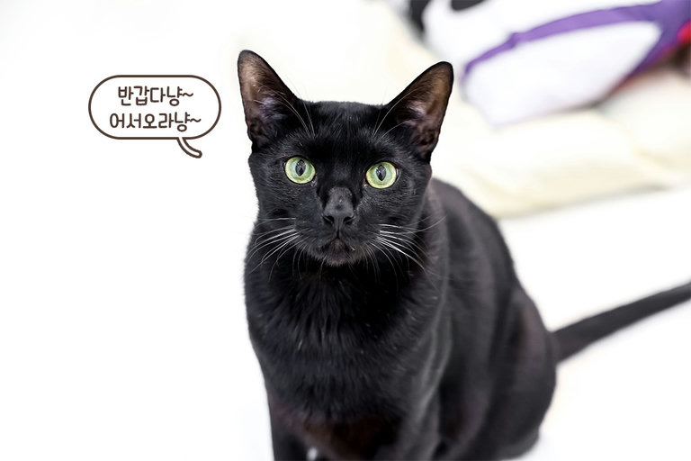 고양이 특징 파악은 필수지📝