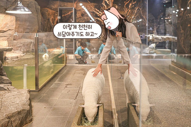 동물과 확실하게 교감할 수 있는 방법 = 간식💕