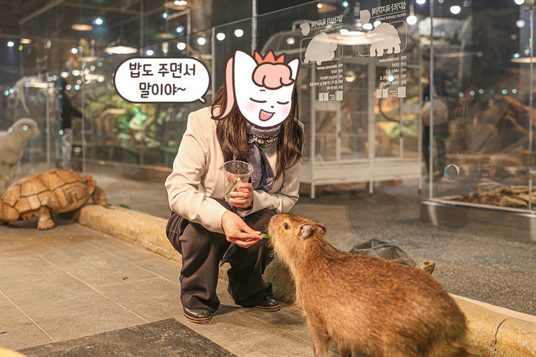 동물과 확실하게 교감할 수 있는 방법 = 간식💕