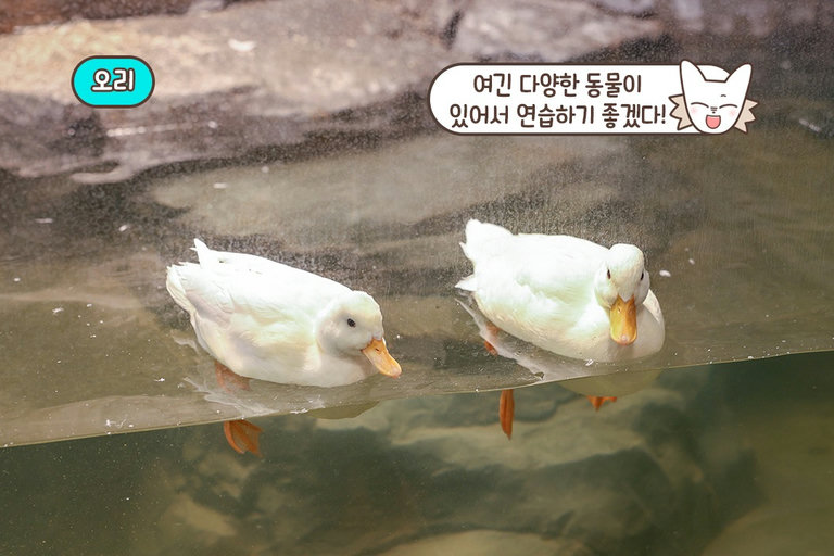 무료로 즐기는 닥터 피시 체험🐟