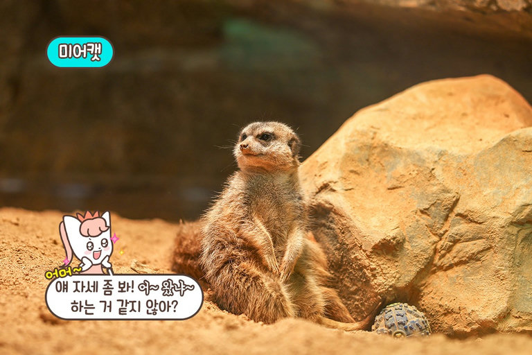 큐알 코드 스캔을 통해 동물 정보 확인 가능
