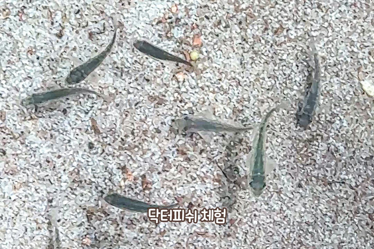 물고기들과 교감할 수 있는 기회!
