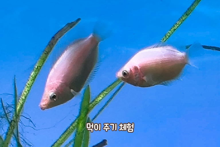 물고기들과 교감할 수 있는 기회!