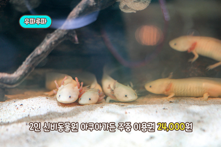 무료로 즐기는 닥터 피시 체험🐟