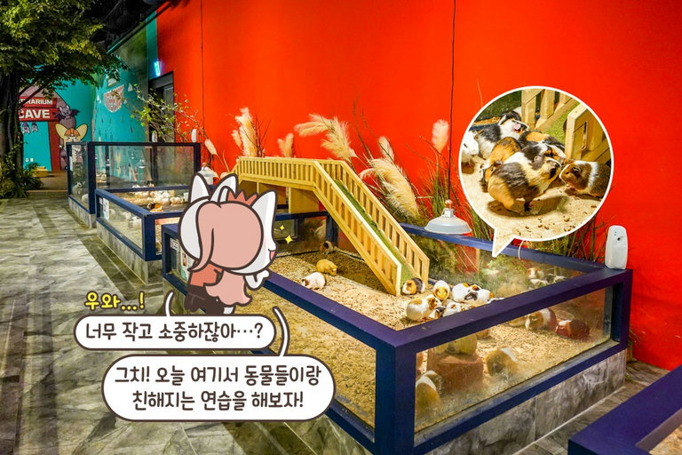작고 소중한 기니피그 친구들❤️