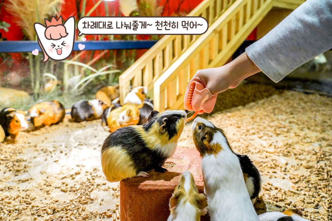 작고 소중한 기니피그 친구들❤️