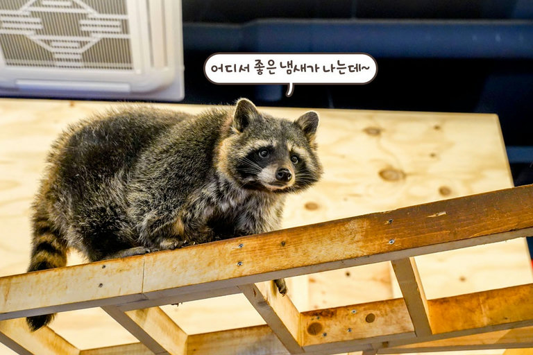 어디서 간식 냄새가 나는 거 같은데〰