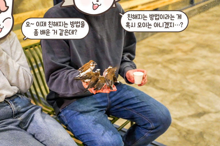 모이 하나로 인기쟁이 되는 방법