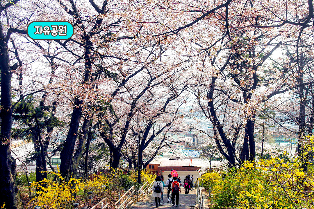 자유공원 산책까지 알차게 즐겨요