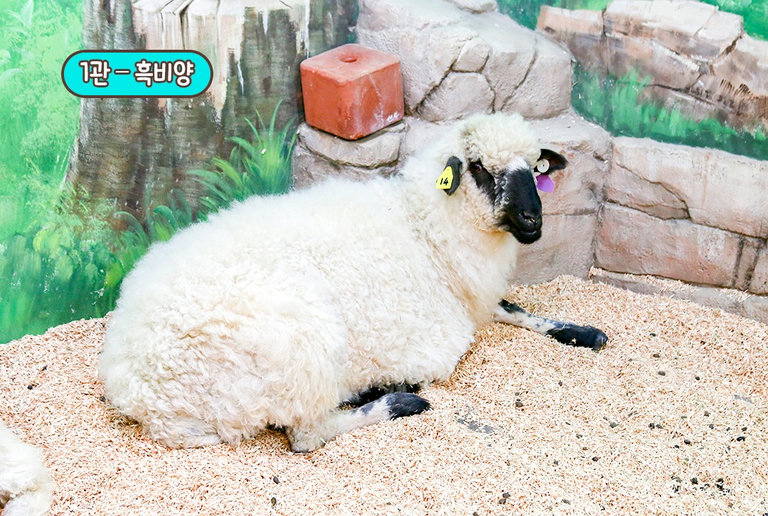 흑비양부터 만나볼 시간🐑