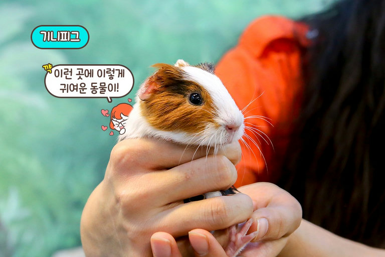 흑비양부터 만나볼 시간🐑