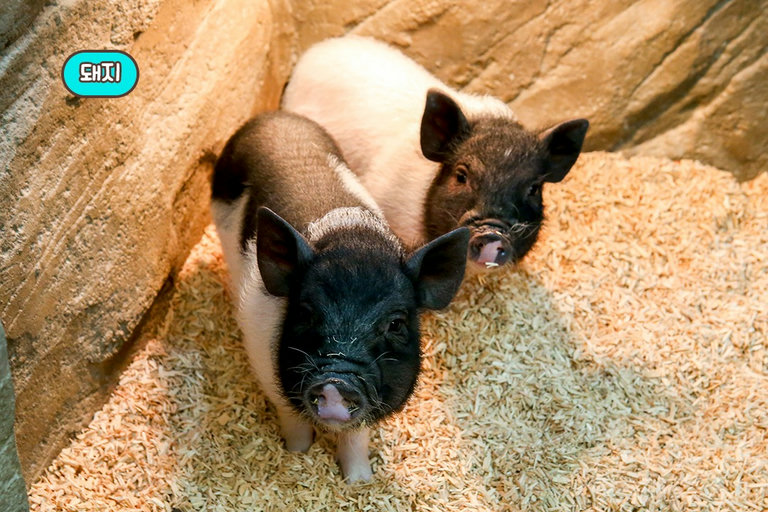 심신 안정에도 도움을 주는 동물들🐷