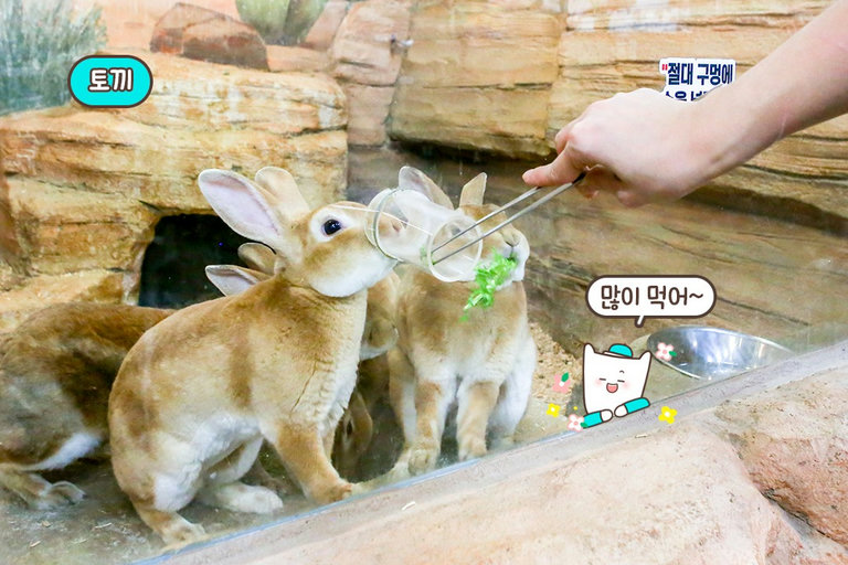 심신 안정에도 도움을 주는 동물들🐷