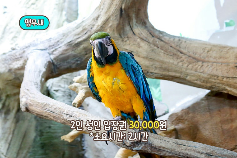 말로 소통이 되는 앵무새🦜