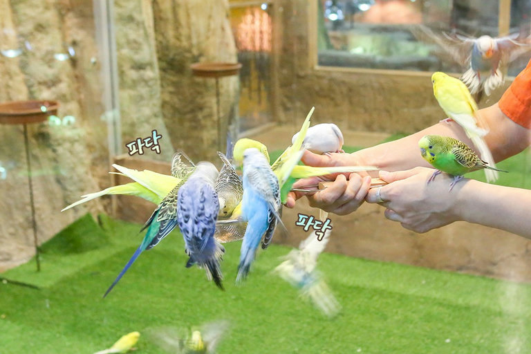 말로 소통이 되는 앵무새🦜