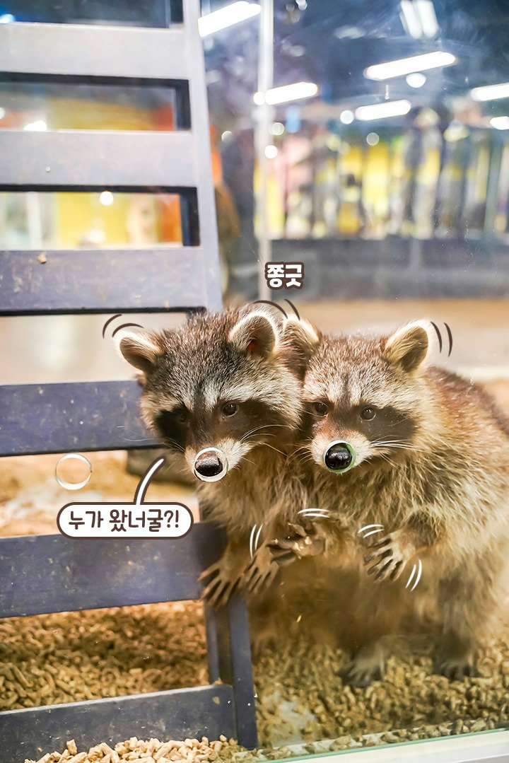 그렇게 귀엽게 쳐다보기 있기 없기(ෆ`꒳´ෆ)