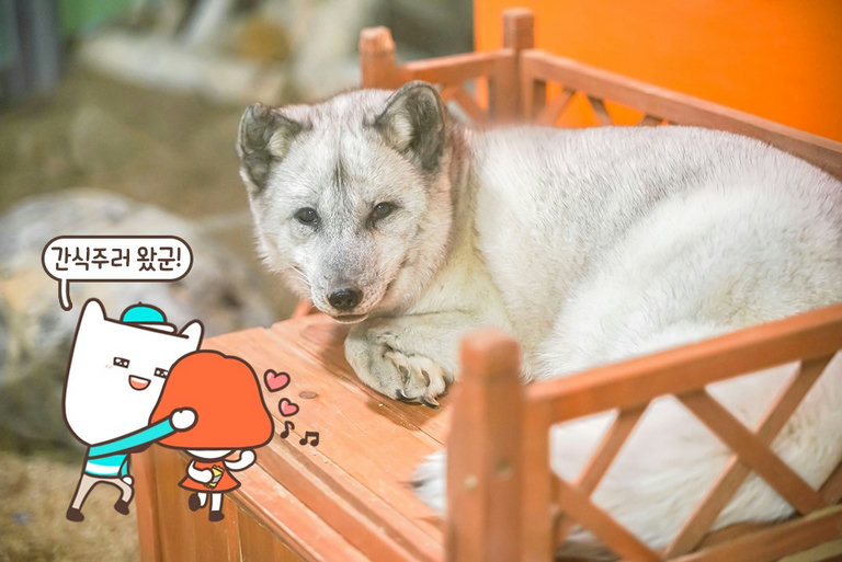어린이 말고 어른이 안성맞춤
