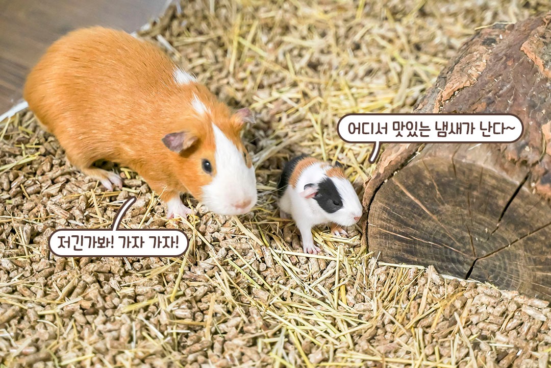 유혹당해버릴 듯한 자태