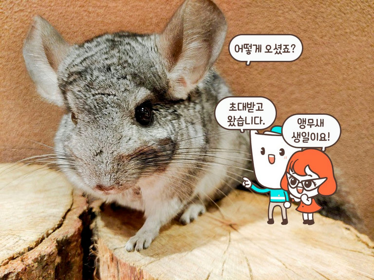 여기 동물 먹방 맛집이네 (๑✧◡✧๑)