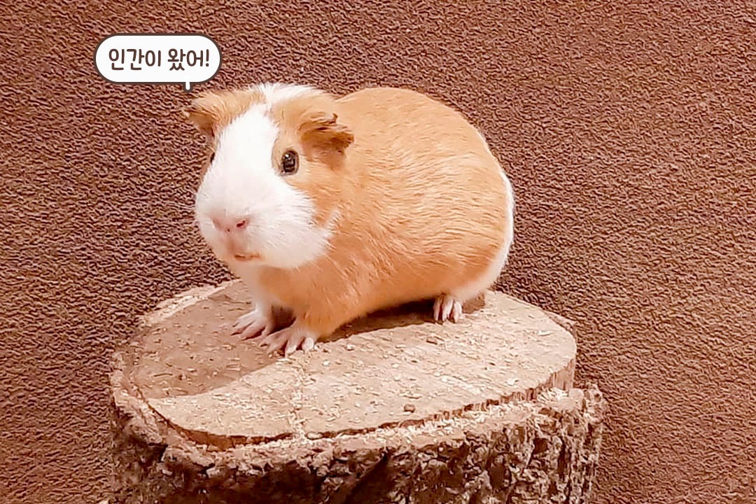 여기 동물 먹방 맛집이네 (๑✧◡✧๑)