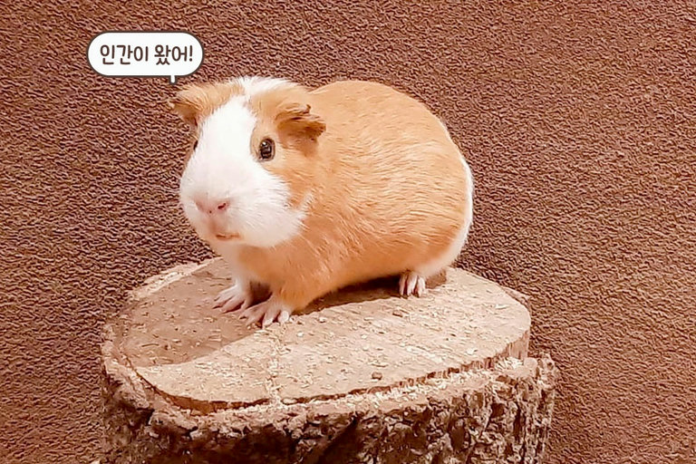 여기 동물 먹방 맛집이네 (๑✧◡✧๑)