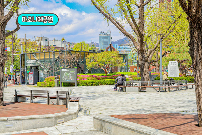 마로니에 공원 산책까지 완벽해🌳