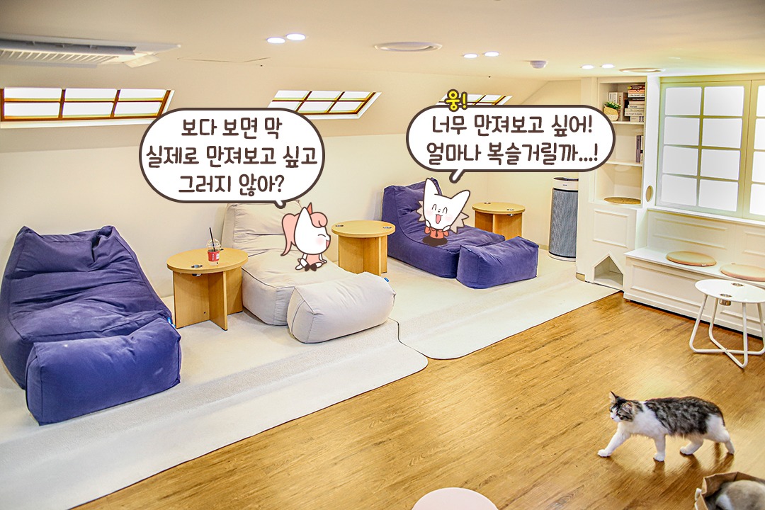 동화 속으로 들어온 듯한 고양이 마을🏘️