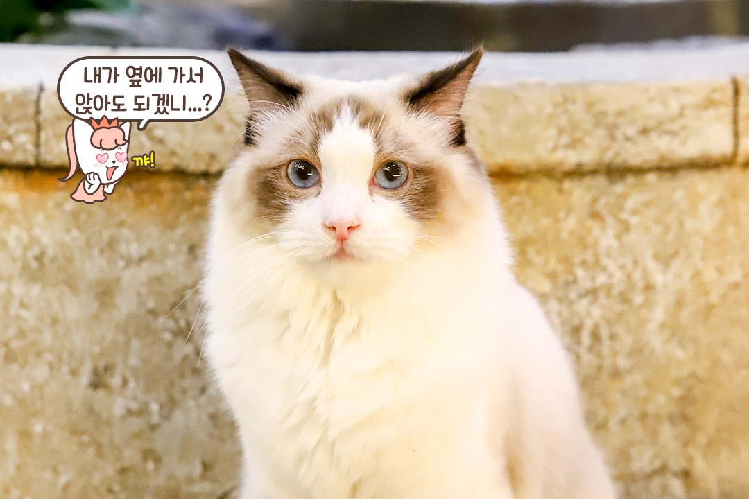 사랑받고 자란 티가 나는 고양이들😺