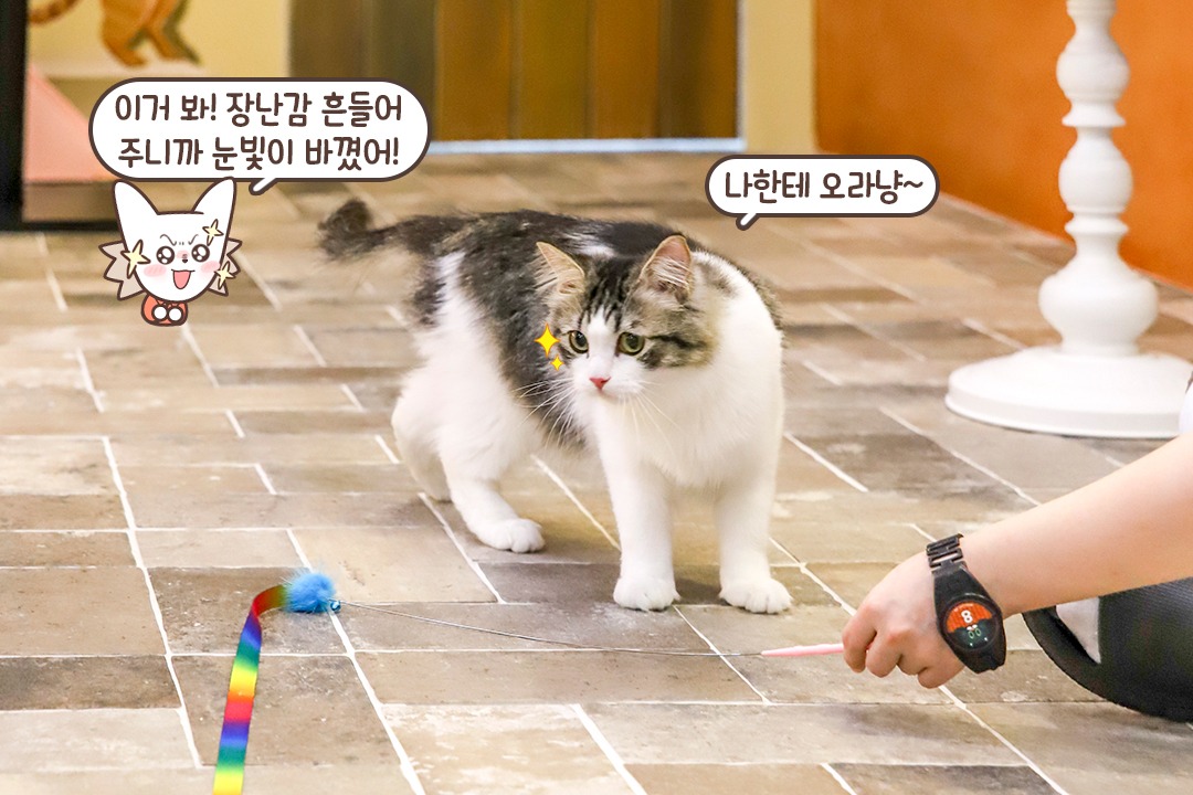사랑받고 자란 티가 나는 고양이들😺