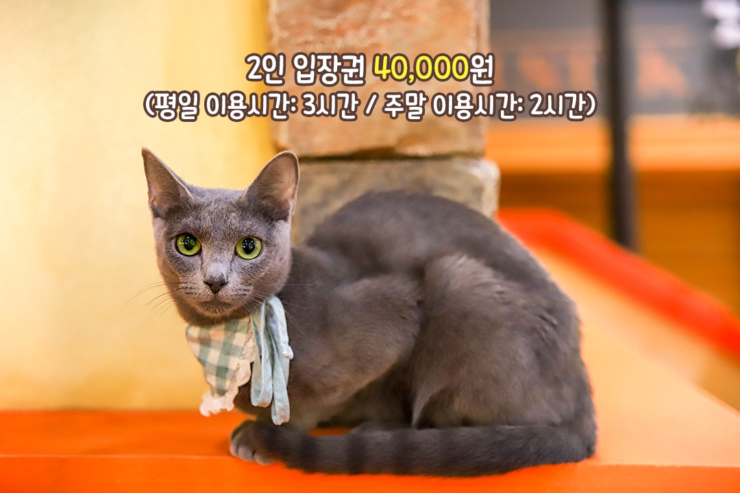 귀여워서 눈 돌아가는 고양이들 맘마 시간🥄