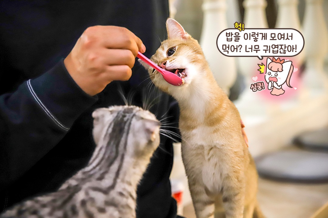 고양이의 관심을 받기 위한 방법 = 츄르💕