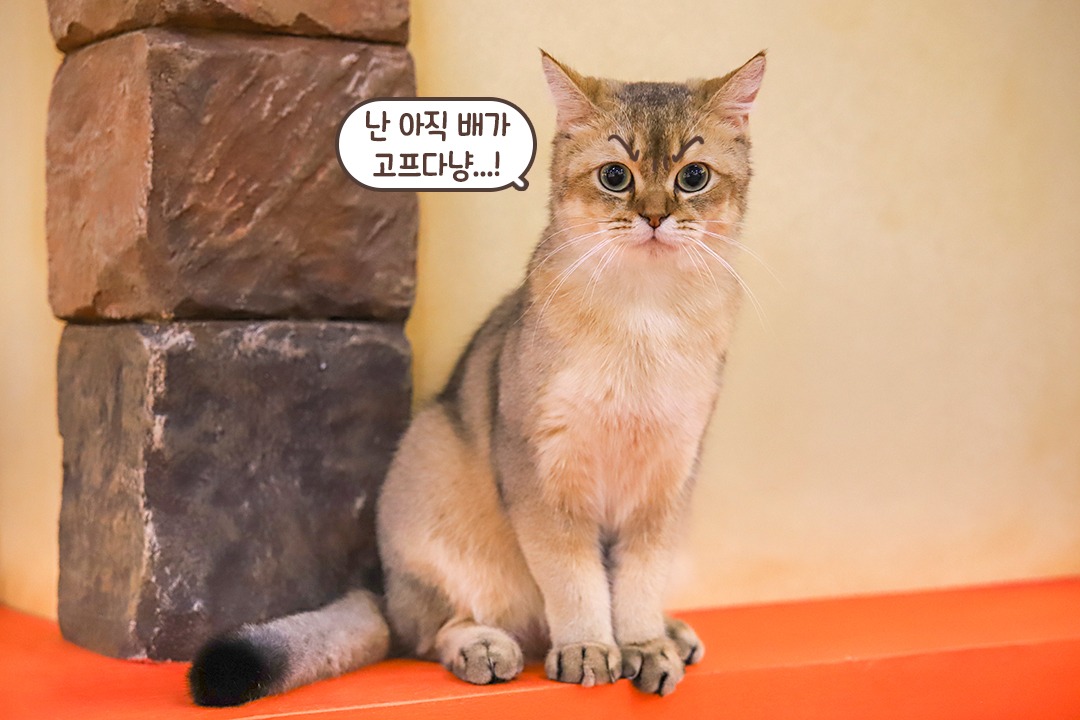 고양이의 관심을 받기 위한 방법 = 츄르💕