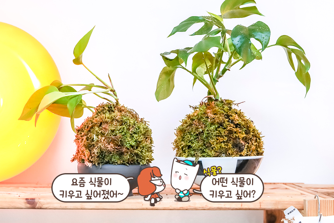 동글동글 귀여운 일본식 가드닝 코케다마 만들기