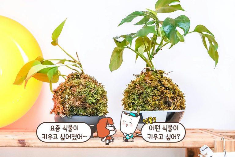 동글동글 귀여운 일본식 가드닝 코케다마 만들기