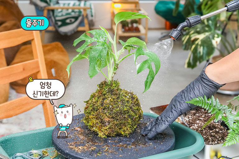 촉촉한 이끼로 부드럽게 감싸서 동글동글 모양 잡기