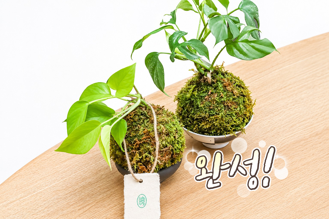 마지막 마무리 손질 후 완성! 사진 촬영과 포장까지