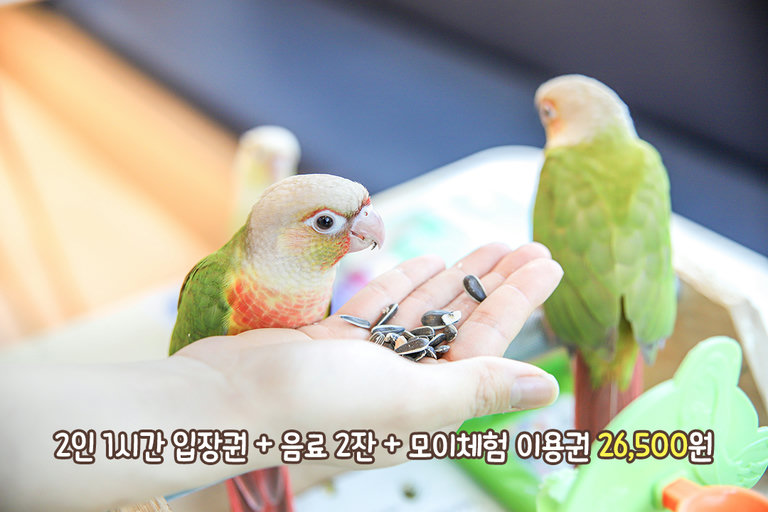 포로롱 날아다니고 재잘재잘 떠들고 너무 귀여워!