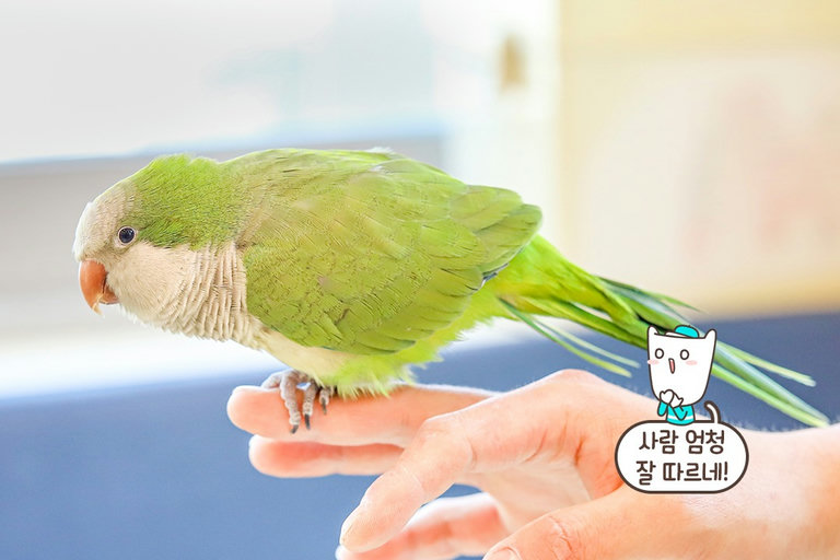 너는 이름이 뭐니? 다양한 종류의 앵무새들이 가득!