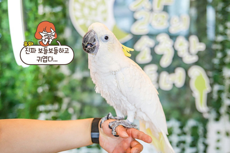 동물 친화적인 관리와 케어로 행복한 앵무새들 (｡˃́⌔˂̀｡)