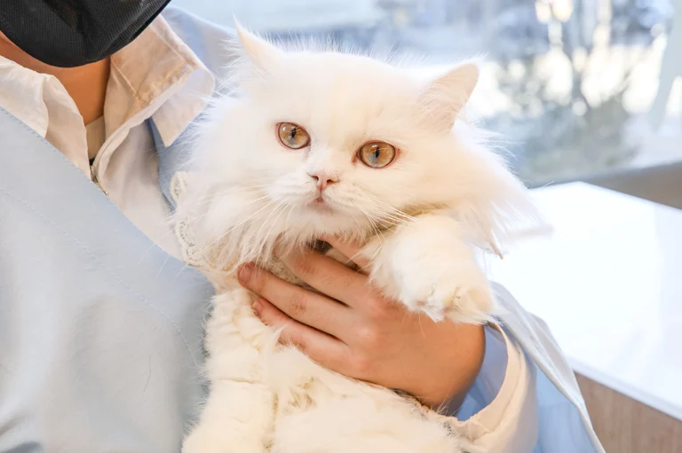 고양이 세상에 온 만큼 ‘캣티켓’도 함께🐾