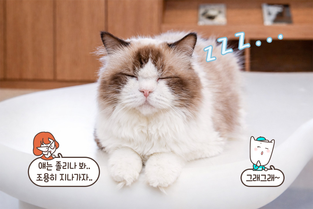 고양이 세상에 온 만큼 ‘캣티켓’도 함께🐾