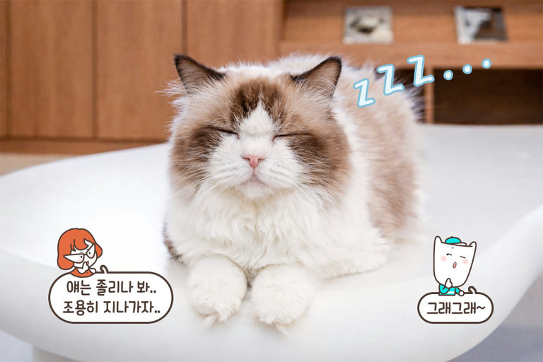 고양이 세상에 온 만큼 ‘캣티켓’도 함께🐾