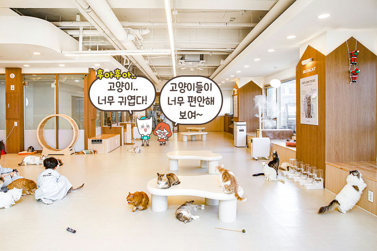 80평 규모의 대형 고양이 카페