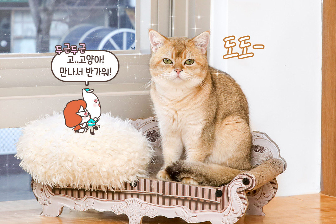이렇게 사람을 좋아하는 고양이가 있다니🤭